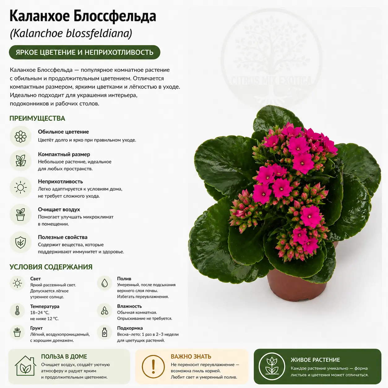 Каланхое Блооссфельда / Kalanchoe Blossfeldiana купить