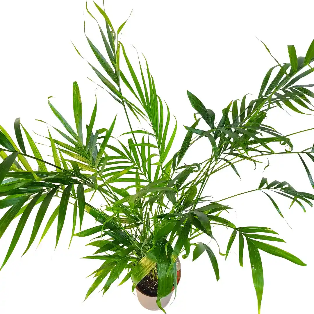 Хамедорея каскадная / Chamaedorea cataractarum купить