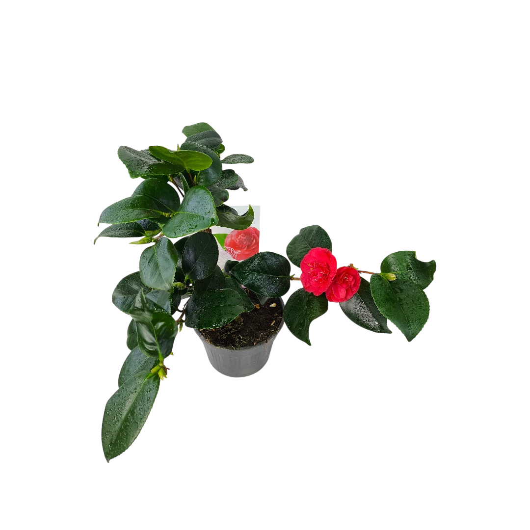 Камелия японская Леди Кэмпбелл / Camellia japonica Lady Campbell купить