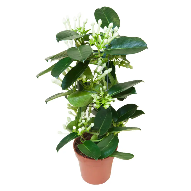 Стефонотис Флорибунда / Stephanotis Floribunda купить