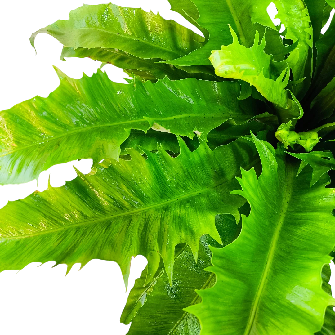 Асплениум Венера / Asplenium Nidus Venus купить