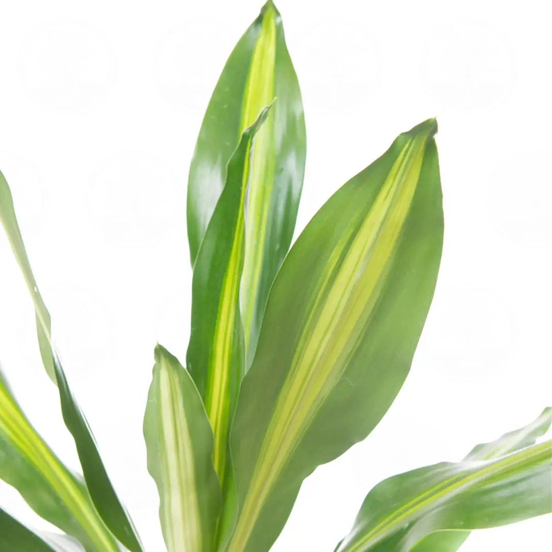 Драцена fragrans Cintho купить