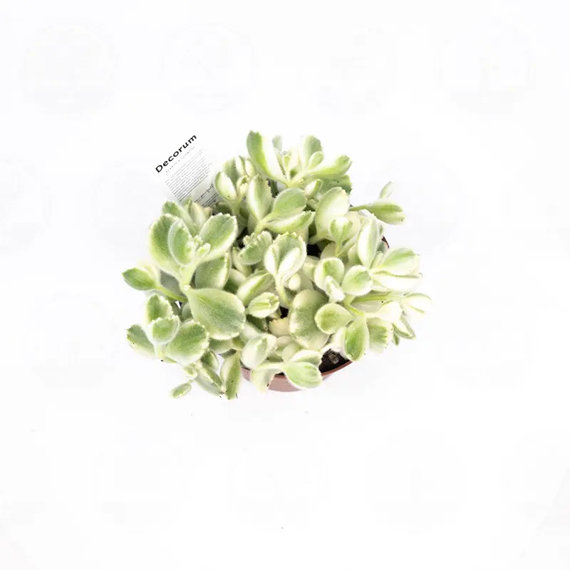 Котиледон "Cotyledon Variegata" купить