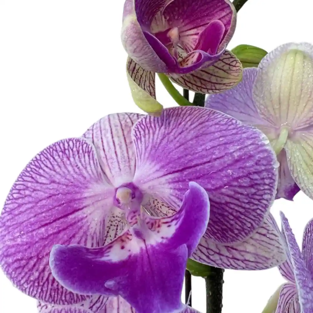 Фаленопсис Модерн / Phalaenopsis Modern 1 ств купить