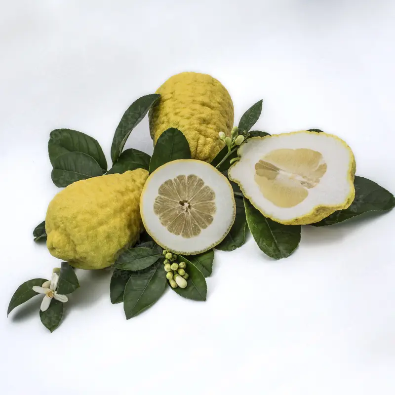 Цитрон Максима / Citrus medica Maxima — цитрусовое растение, детальное фото
