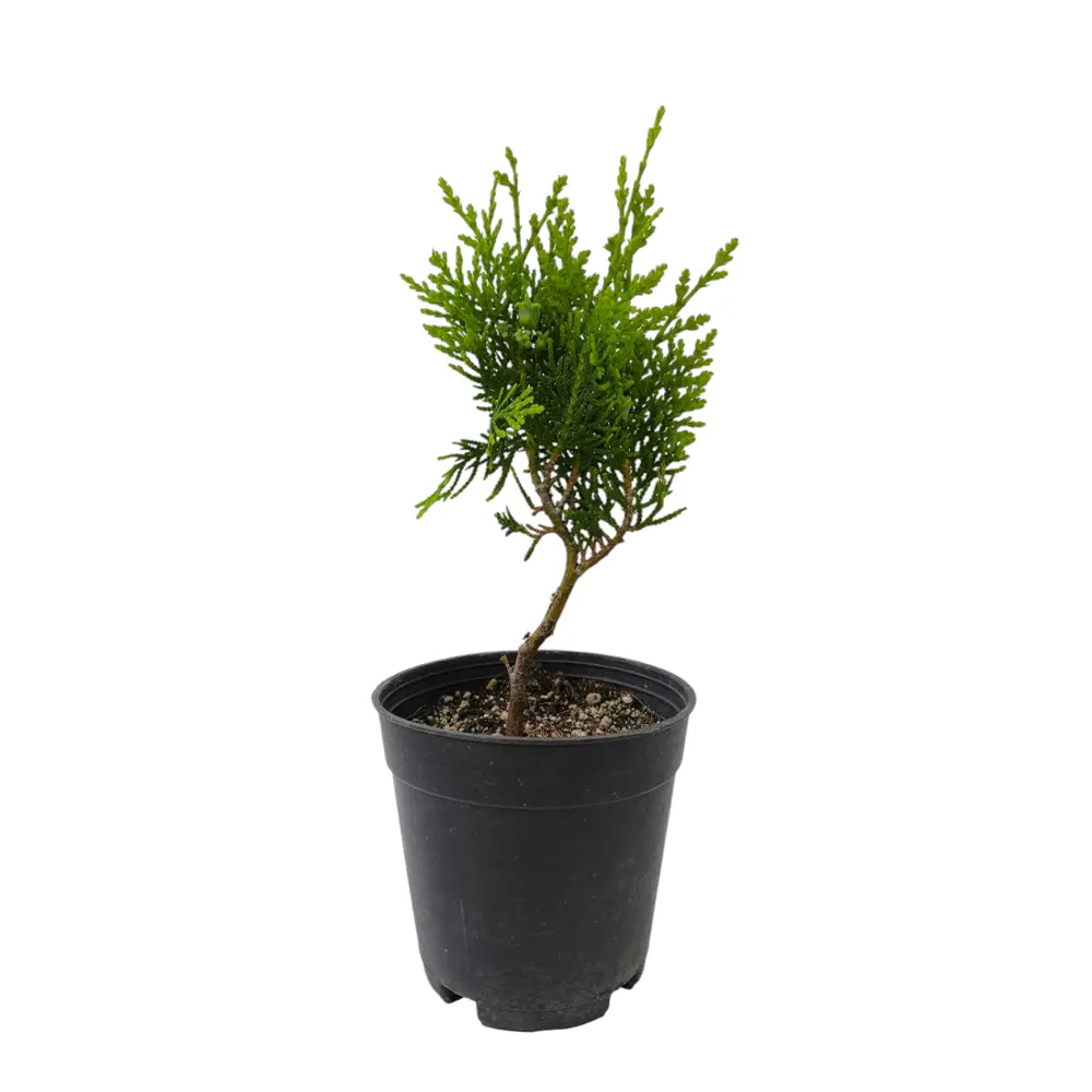 Туя Восточная / Thuja Orientalis pyramidalis купить