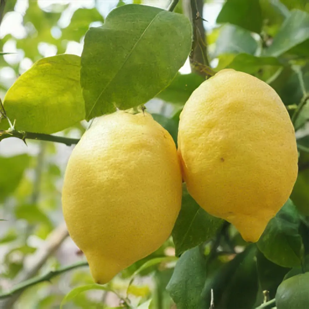 Лимон Сорренто Овал / Lemon Ovale di Sorrento — цитрусовое растение, детальное фото
