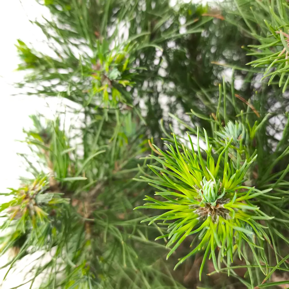 Сосна горная / Pinus mugo купить