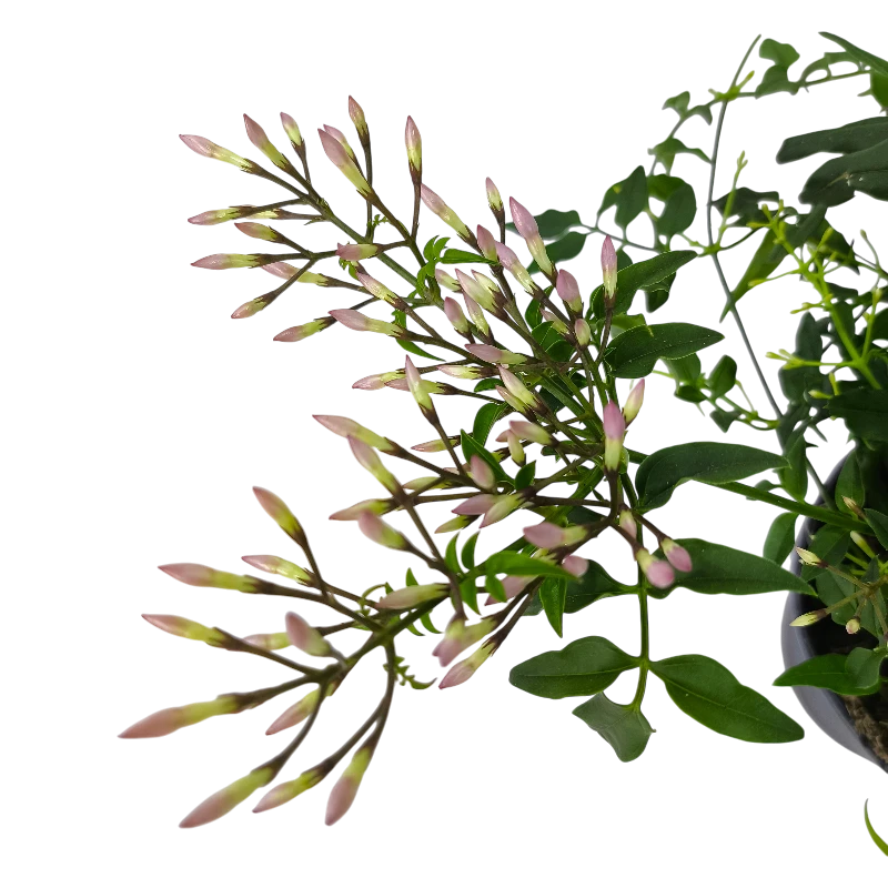 Жасмин многоцветковый /Jasminum Polyantum Wit купить