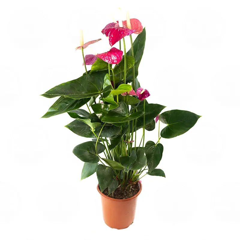 Антуриум Вайлет Харт / Anthurium Violet Heart купить