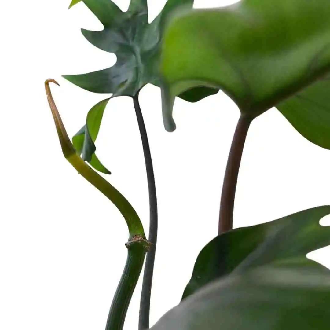Филодендрон дваждыперистонадрезный/ Philodendron bipinnatifidum купить