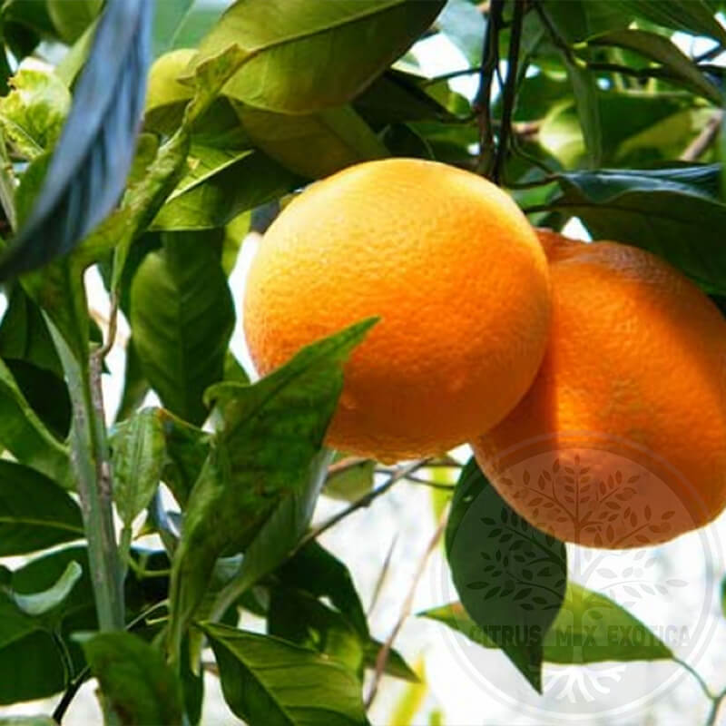 Апельсин Биондо Тардиво / Orange Biondo Tardivo — цитрусовое растение, детальное фото
