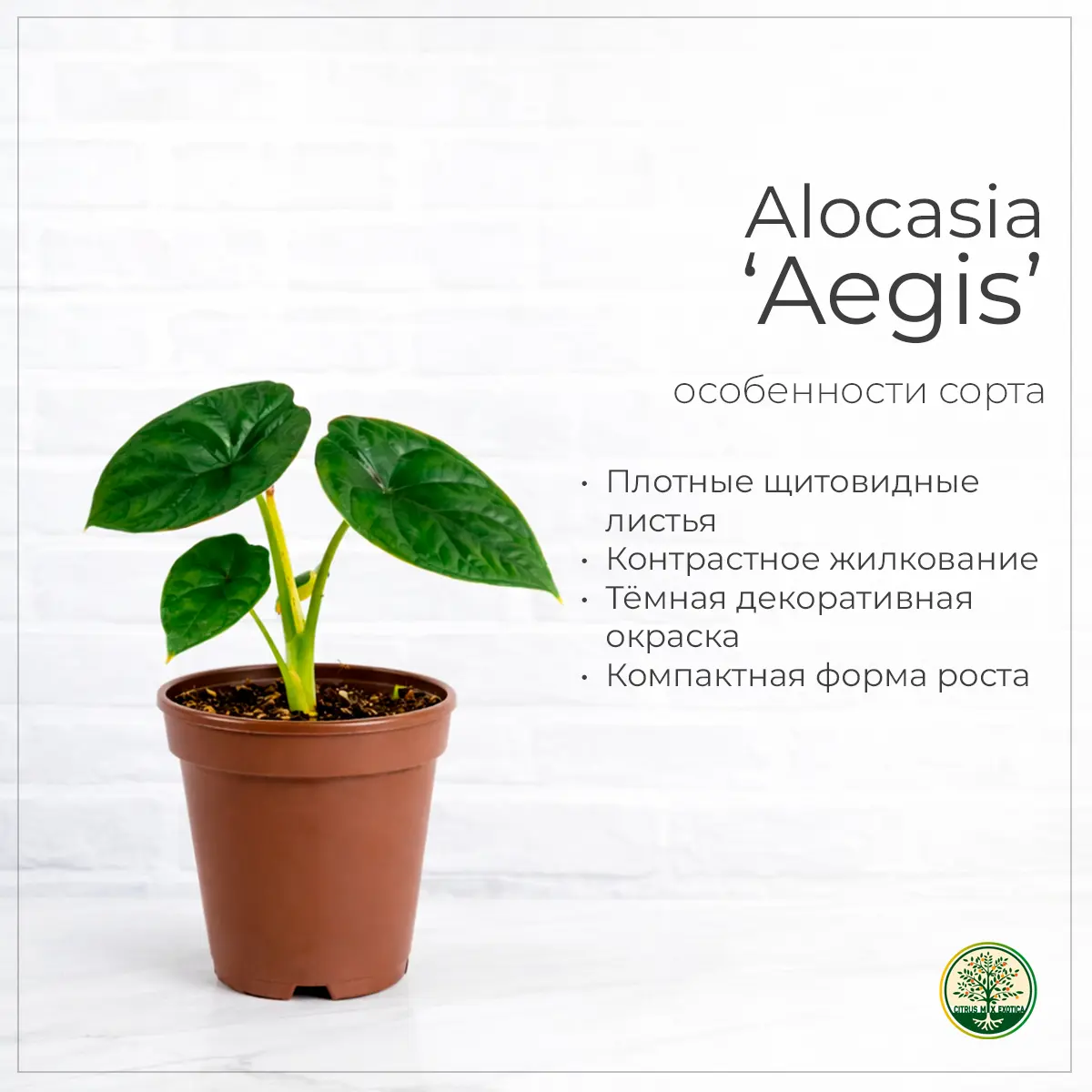 Alocasia Aegis листья