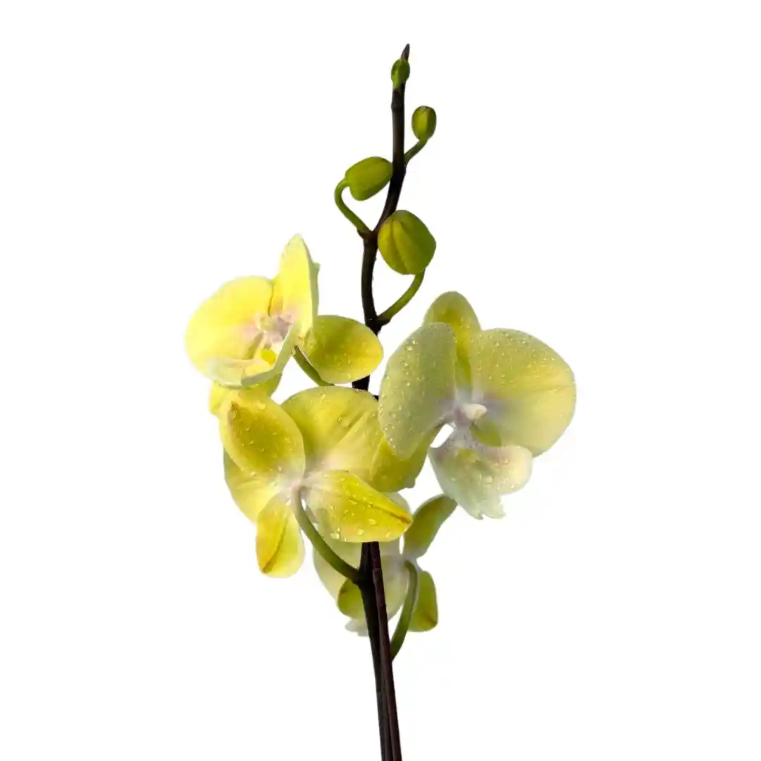 Фаленопсис Король Обезьян / Phalaenopsis 'Monkey King' 1 ств купить