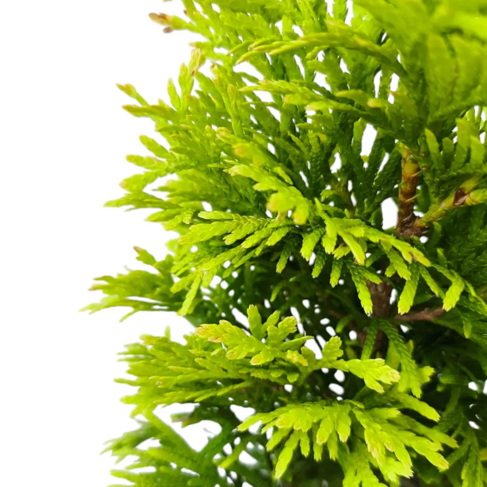 Туя Янтарь / Thuja Gold Jantar купить