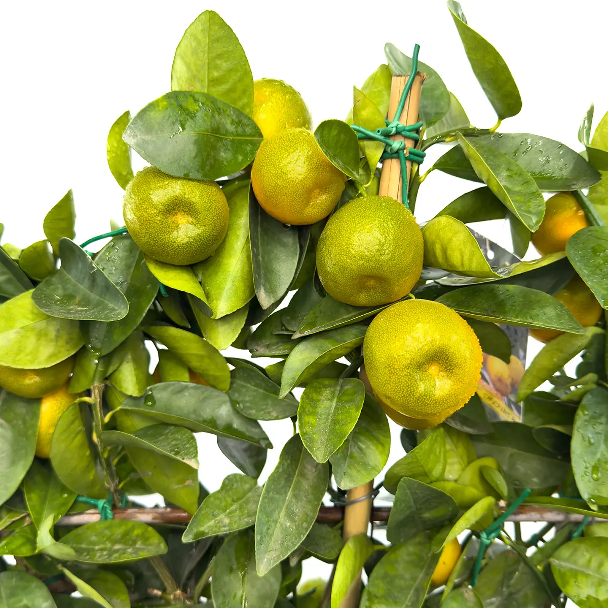 Кумкват Обовата на шпалере / Kumquat Obovata — цитрусовое растение, детальное фото
