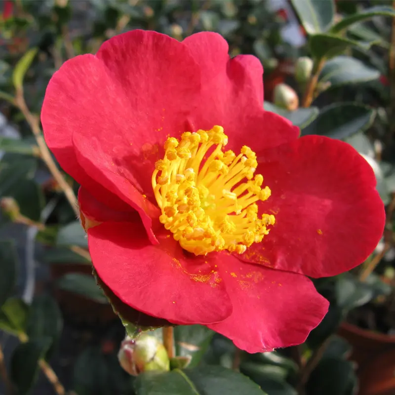 Камелия Юлитид / Camellia Yuletide купить