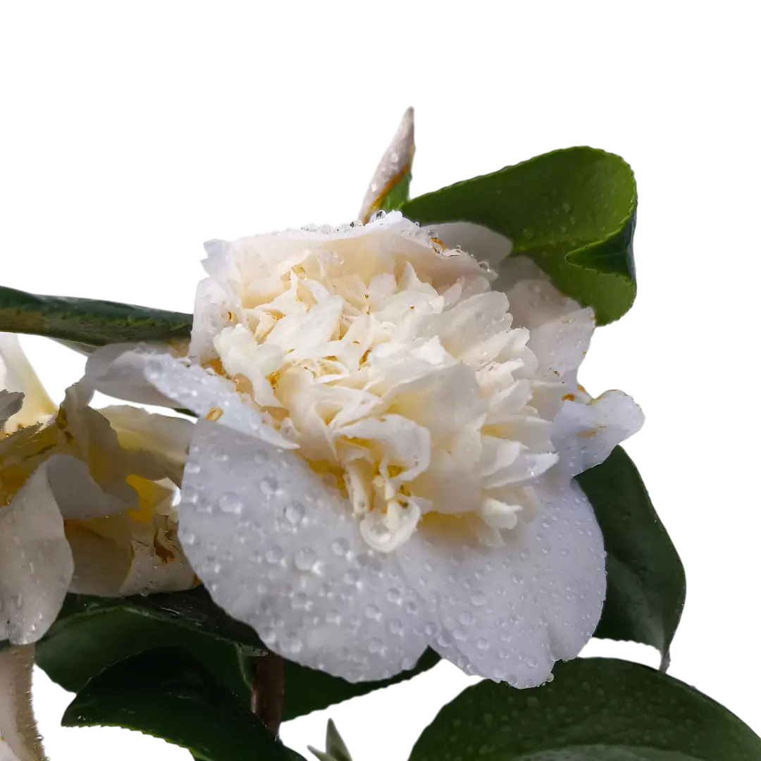 Камелия японская Брашфилд Йелль / Camellia Brushfield Yell купить