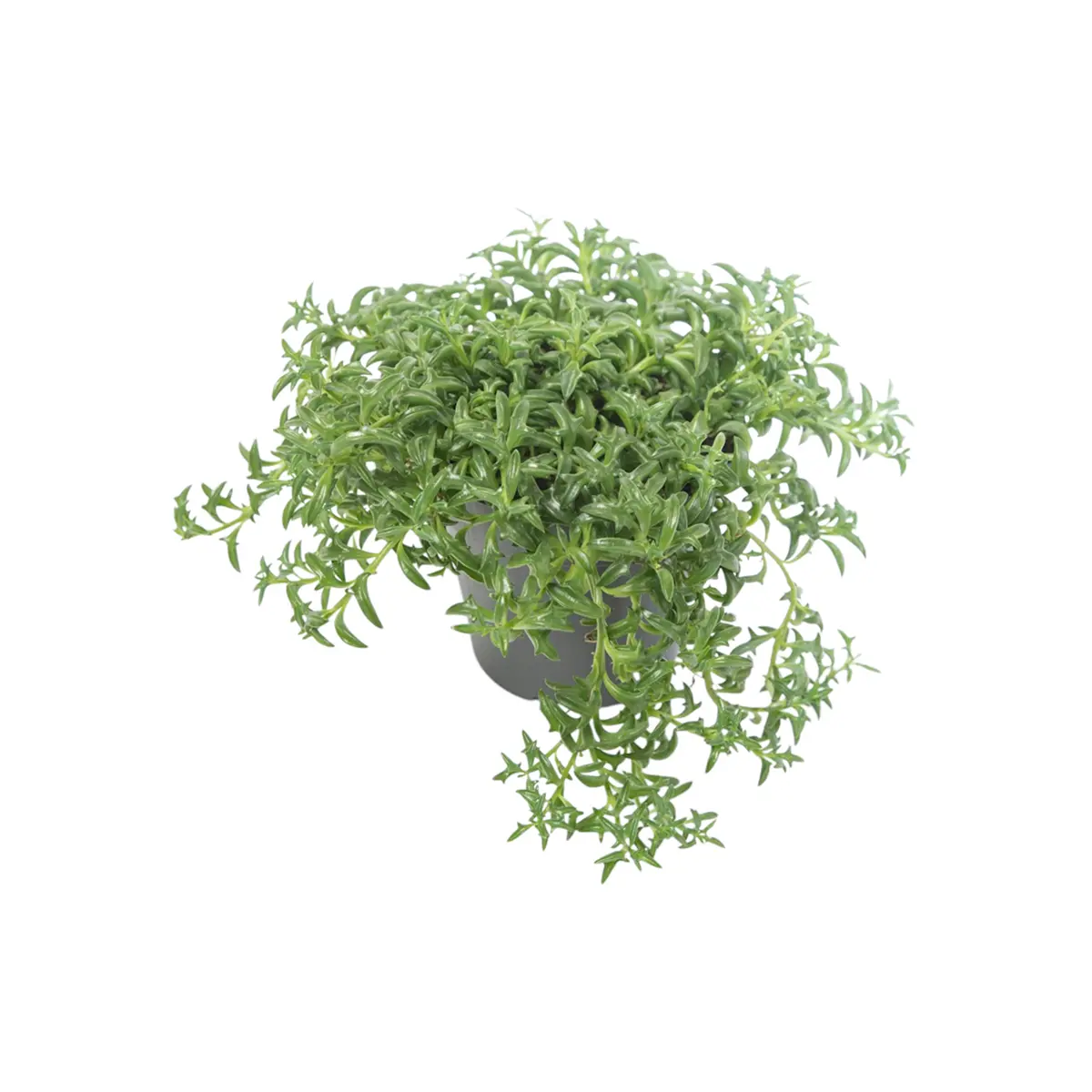 Крестовник "Peregrinus" / "Дельфины" купить