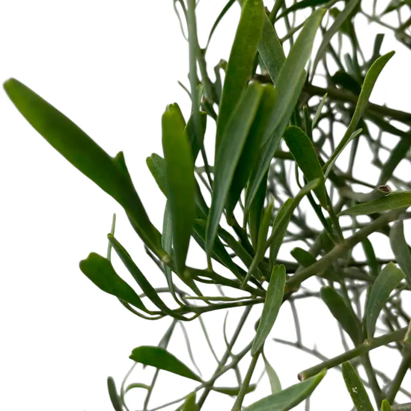 Микроцитрус Глаука / Пустынный лайм / Microcitrus Glauca — цитрусовое растение, детальное фото
