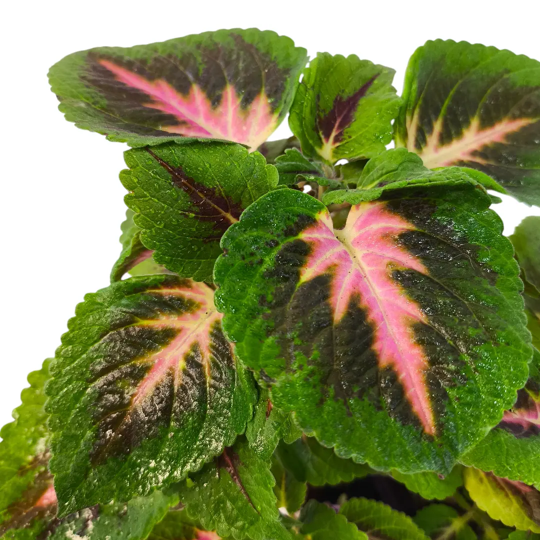 Колеус минимал/ Coleus Minimaal 3 Soorten купить