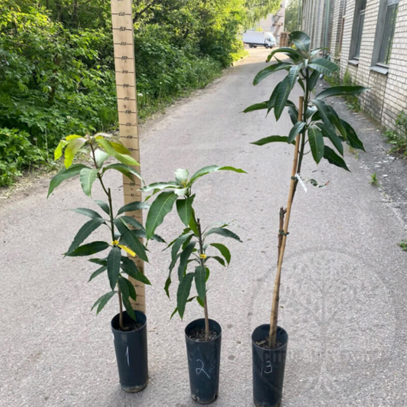 Манго Гленн / Mangifera indica Glenn