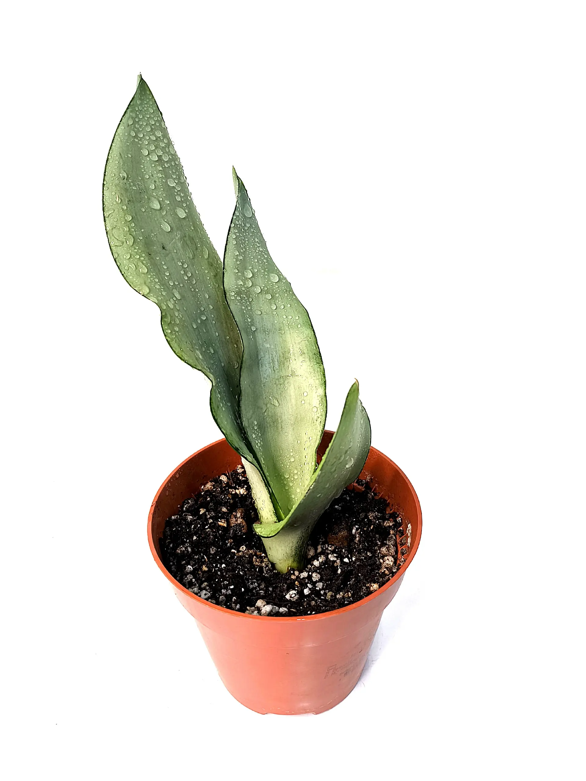 Dracaena trifasciata Moonshine серебристые листья