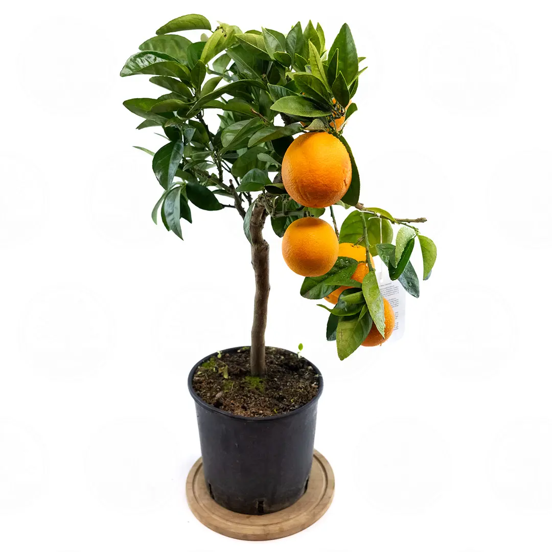 Апельсин Фрагола / Orange Fragola — цитрусовое растение, детальное фото
