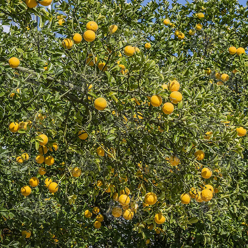Понцирус трифолиата (трёхлисточковый) / Poncirus Trifoliata — цитрусовое растение, детальное фото
