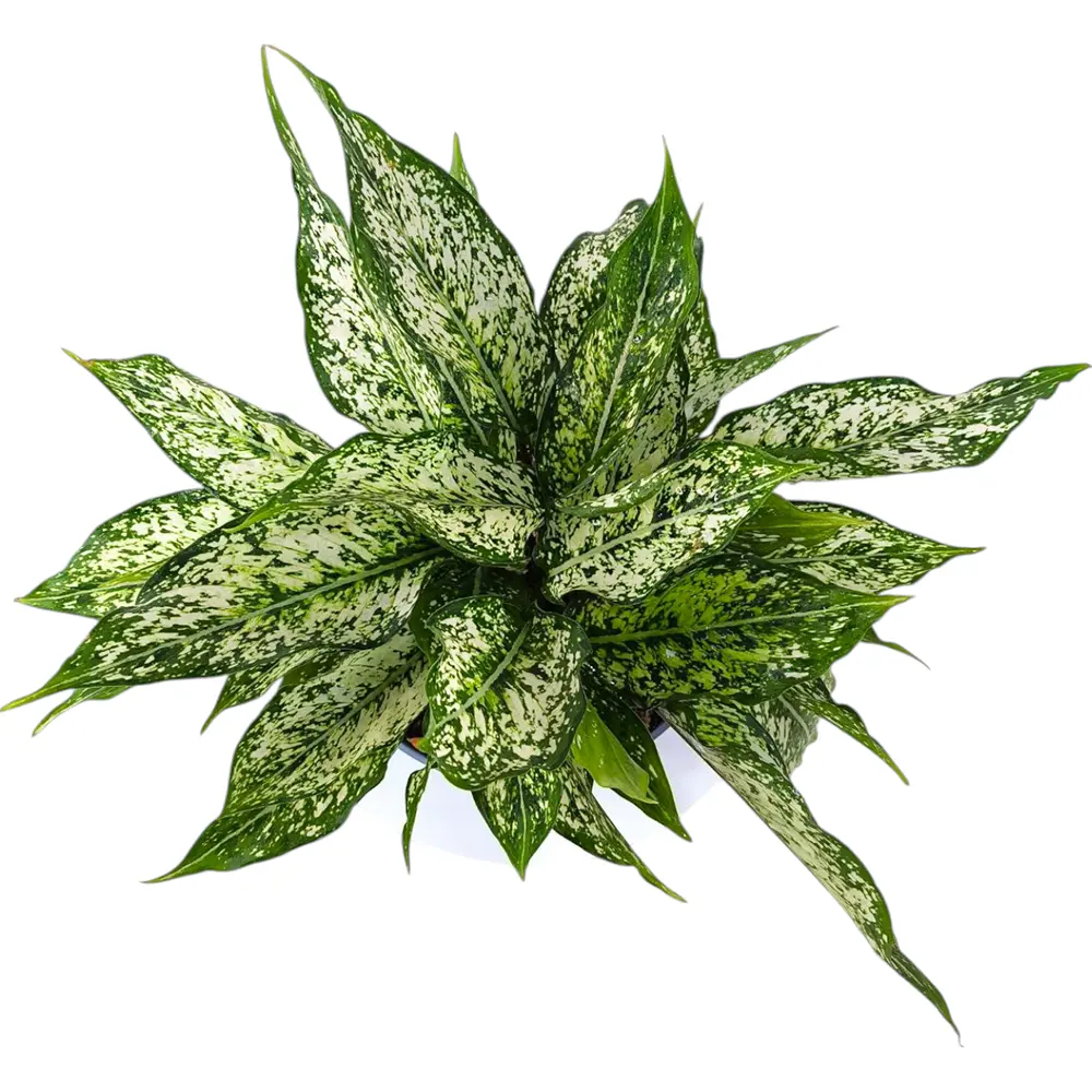 Аглаонема "Сноу Уайт" / Aglaonema "Snow white" купить