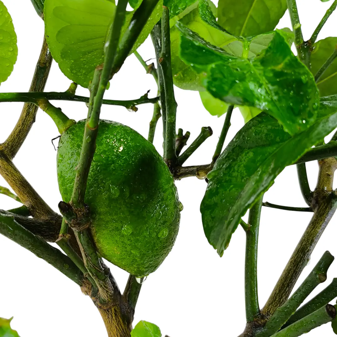 Цитрон Риччо / Citrus medica delle isole Eolie/ Riccio — цитрусовое растение, детальное фото
