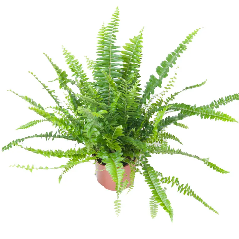 Нефролепис "Green Lady" купить