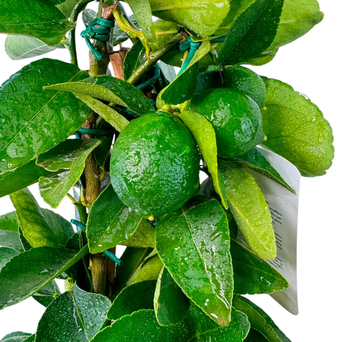 Лайм Таити на шпалере / Lime Tahitian — цитрусовое растение, детальное фото
