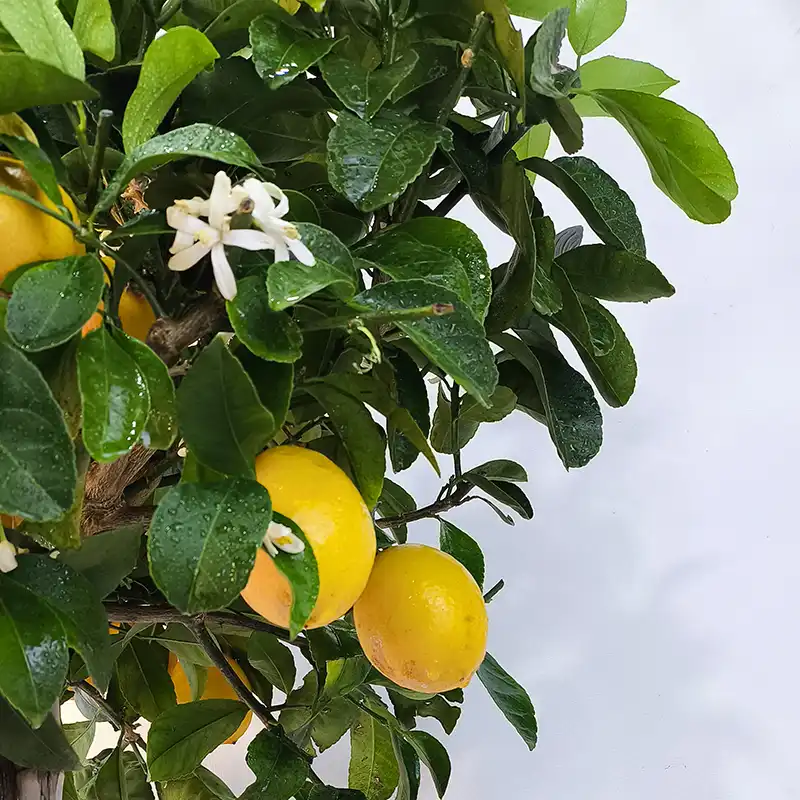 Лимон LXM / Lemon LXM — цитрусовое растение, детальное фото
