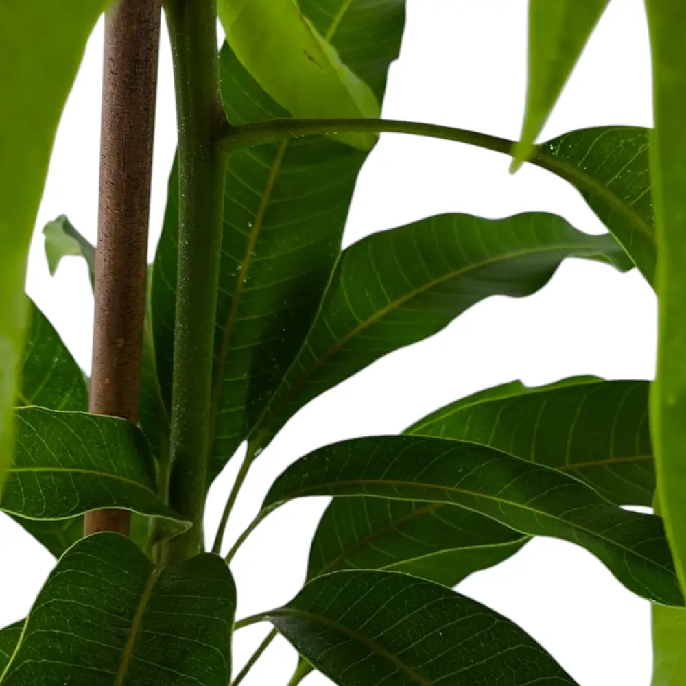 Манго Ирвин / Mangifera indica Irwin