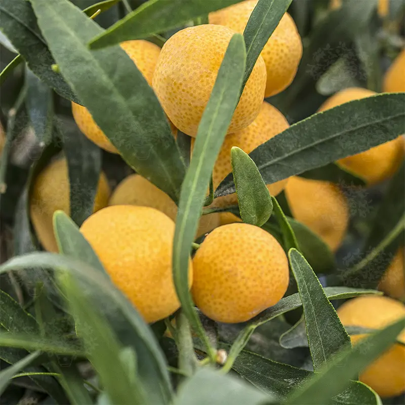 Микроцитрус Эреморанж / Microcitrus Eremоrange — цитрусовое растение, детальное фото

