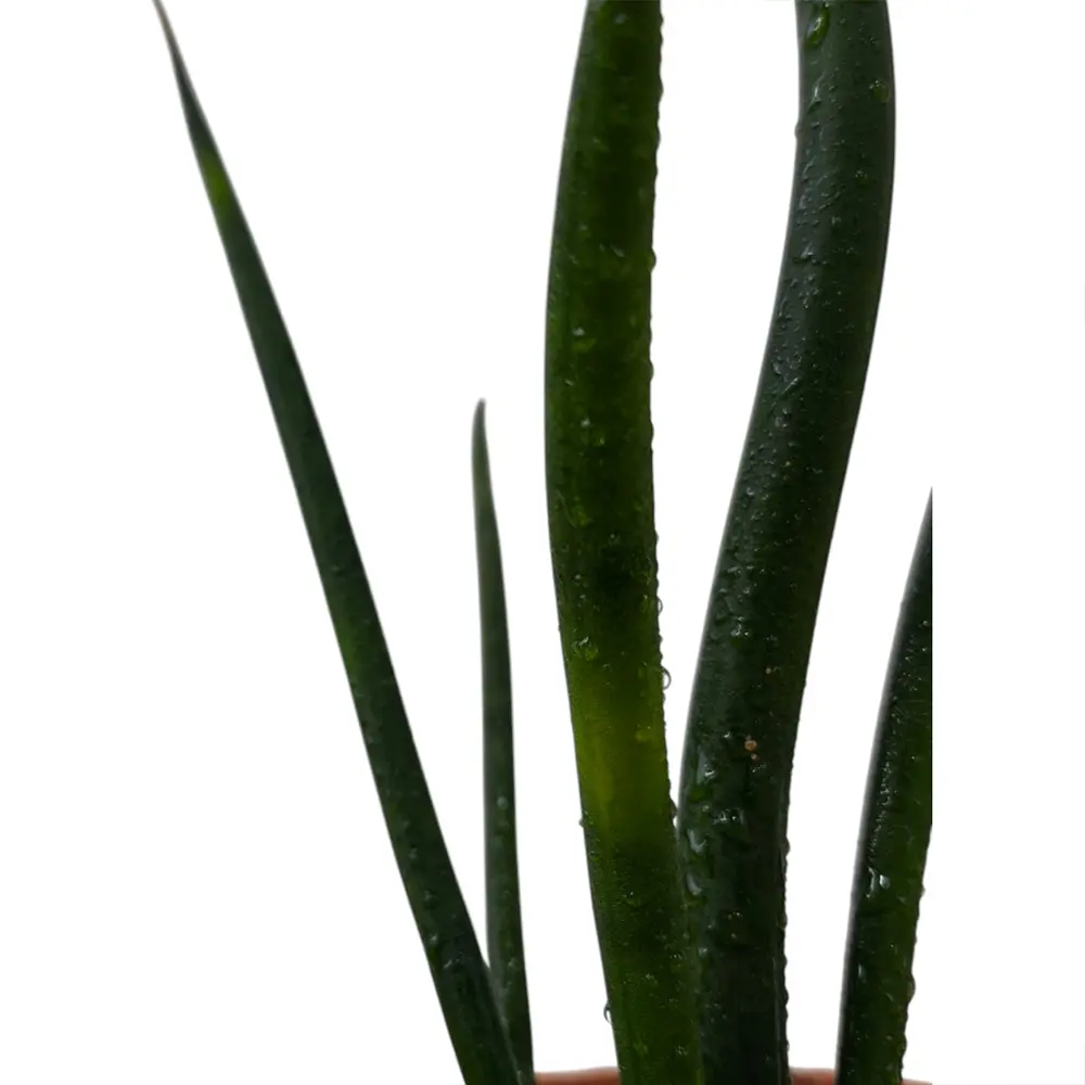 Сансевиерия цилиндрика / Sansevieria Cylindrica купить