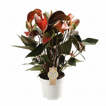 Антуриум Рейнбоу Чампион / Anthurium RAINBOW CHAMPION