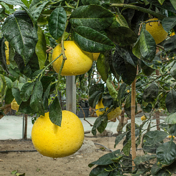 Помело Тимор / Pomelo Timor — цитрусовое растение, фото
