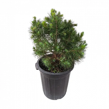Сосна горная / Pinus mugo