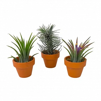 Тилландсия атмосферная в керамике / Tillandsia Cyaena In Terracotta Pot