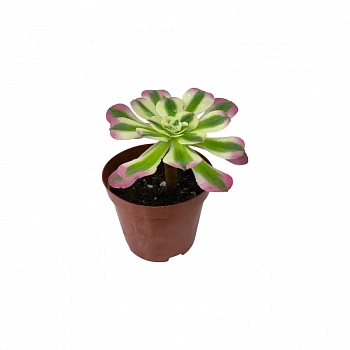 Эониум Пинк Витч вариегата / Aeonium Pink Witch Variegated Clustering