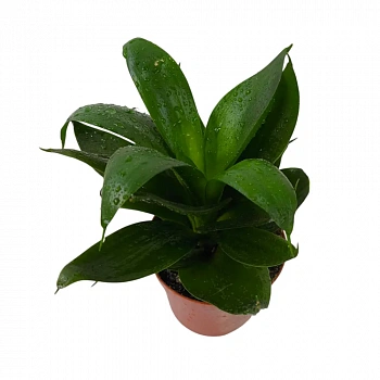 Сансевиерия trifasciata "Hahnii Black Jade"