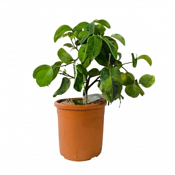 Цитрон вариегатный / Citrus medica variegatis — цитрусовое растение, фото
