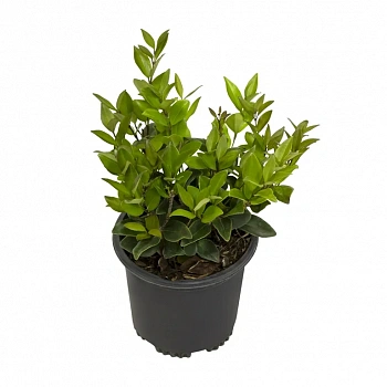 Лигуструм Тексанский / Ligustrum Texanum