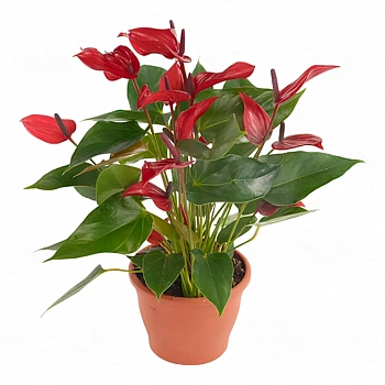 Антуриум Бандерола Лава / Anthurium BANDEROLA LAVA