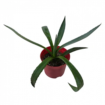 Алоэ Хелен / Aloe helenae