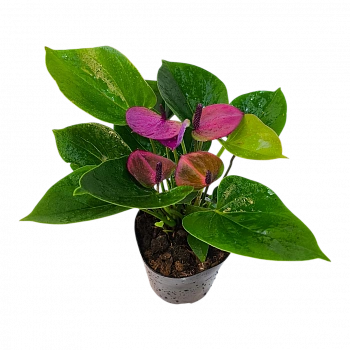 Антуриум Андреанум Бэби Перпл / Anthurium Andreanum Baby Pearl