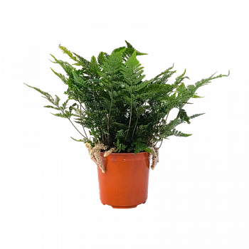Даваллия Фиджийская / Davallia fejeensis
