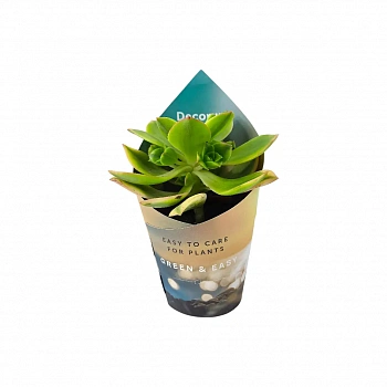 Эониум Старберст / Aeonium Starburst